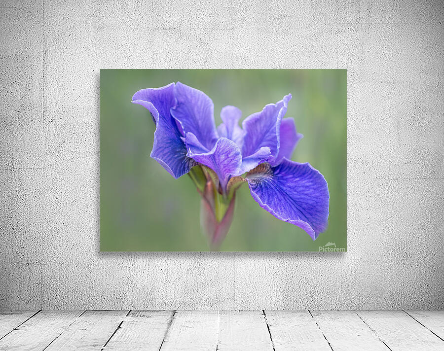 Iris Wall Preview