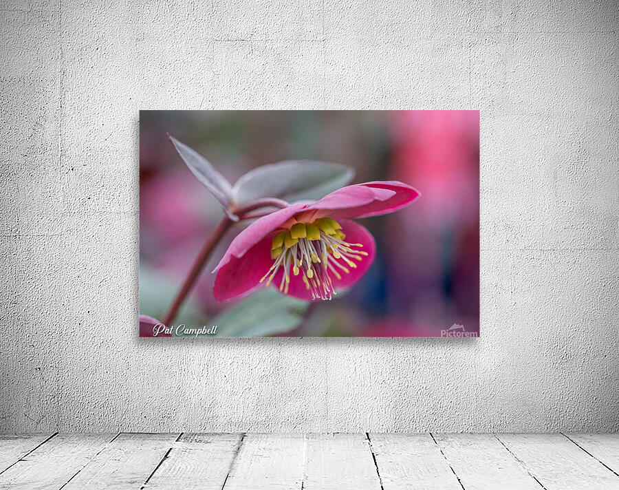 Lenten Rose Wall Preview