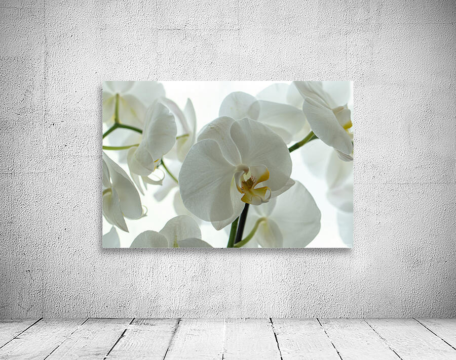 Orchid Wall Preview