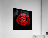 Anemone_1 Acrylic Print