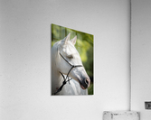 Horse Portrait Acrylic Print