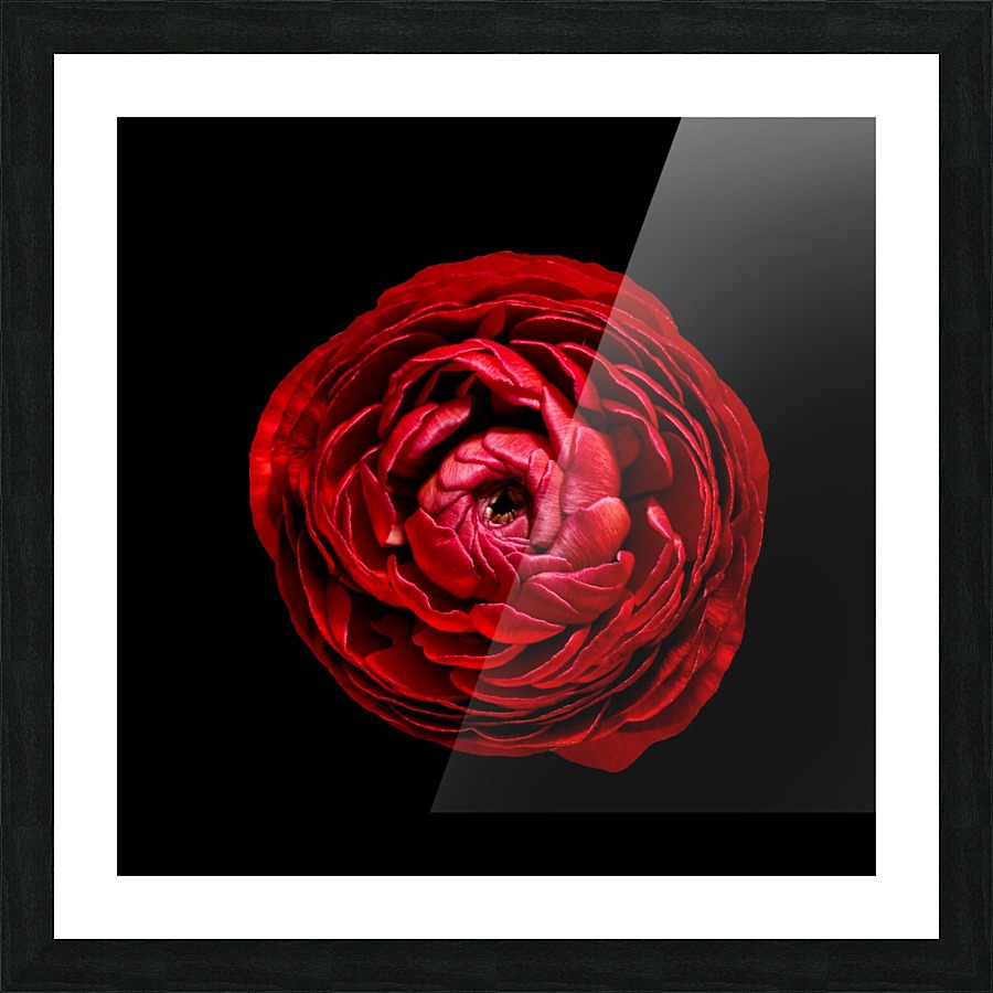 Anemone_3 Picture Frame print