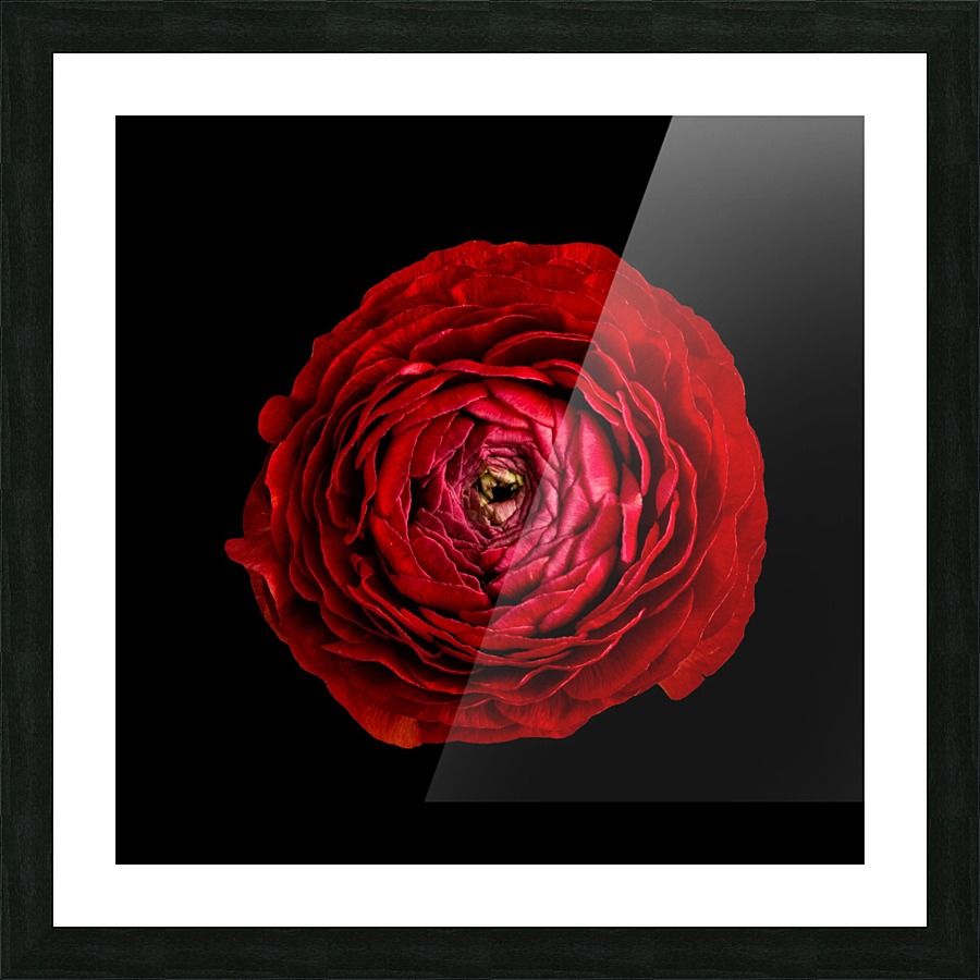 Anemone_2 Picture Frame print