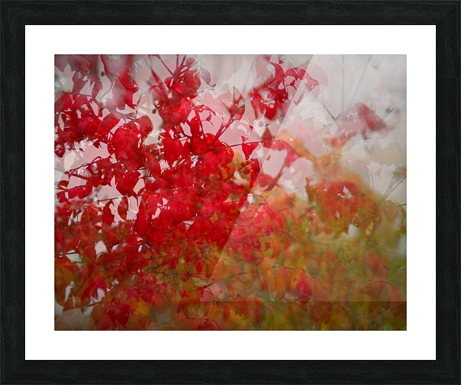 Burnning Bush Picture Frame print