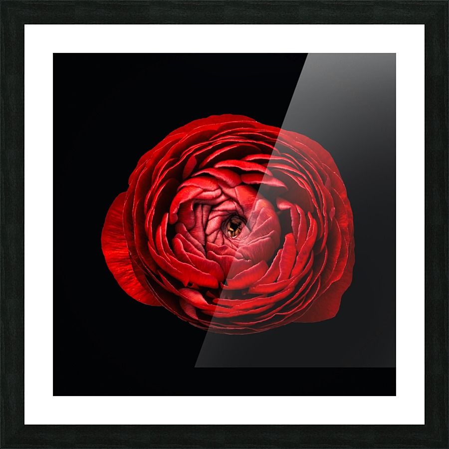 Anemone_1 Picture Frame print