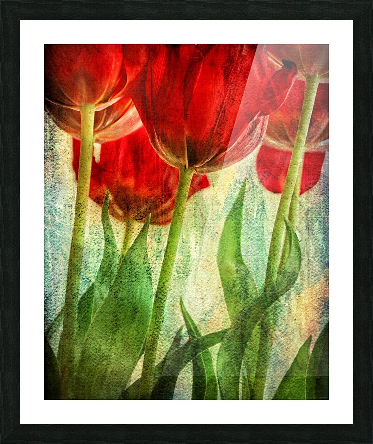 Tulips Picture Frame print