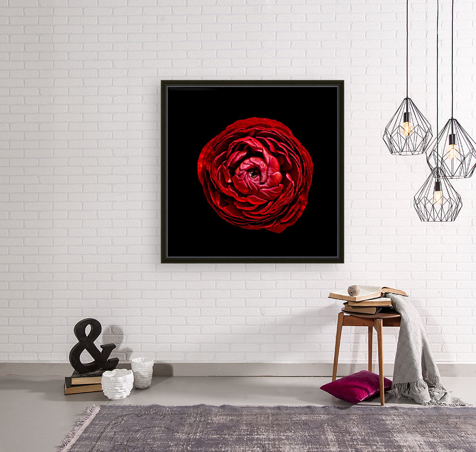 Anemone_3 Reproduction