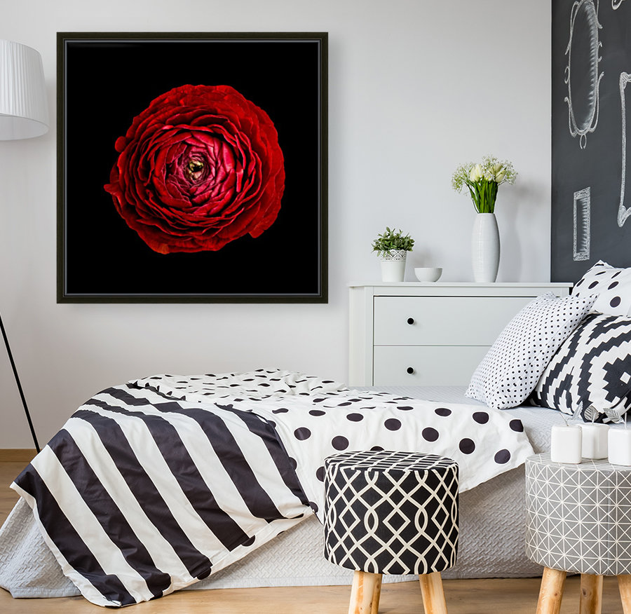 Anemone_2 Reproduction