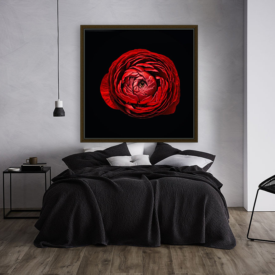 Anemone_1 Reproduction