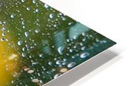 Summer Rain HD Metal print