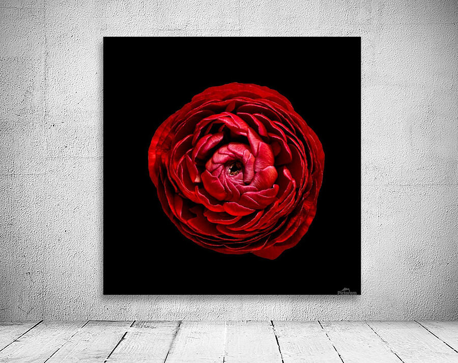 Anemone_3 Wall Preview