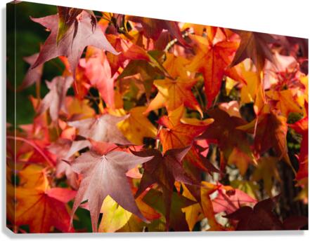 Autumn Leaves Canvas Print