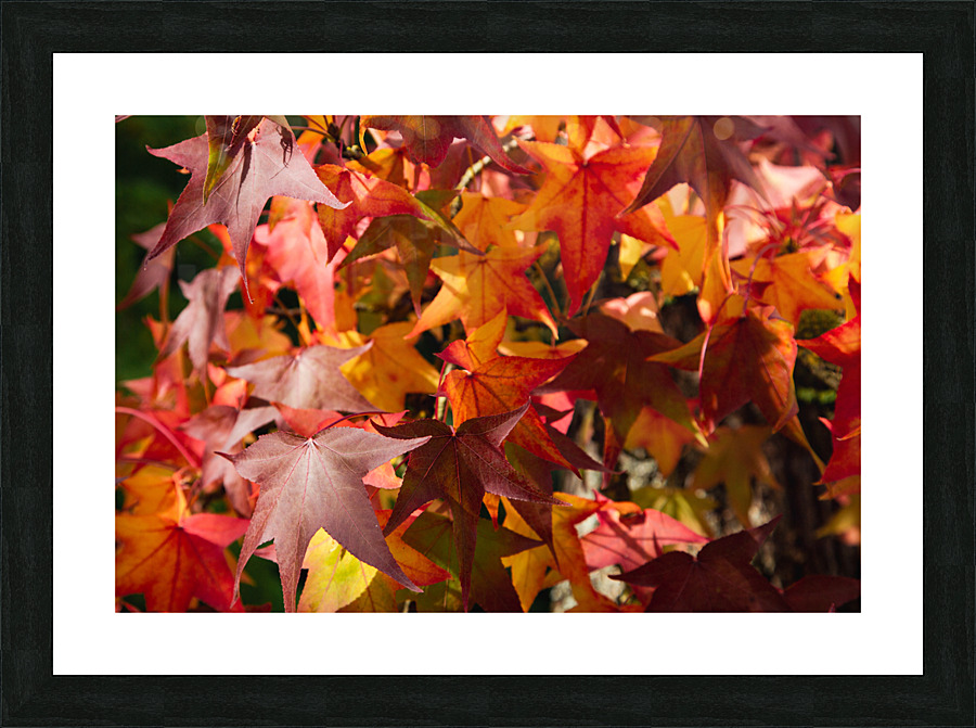 Autumn Leaves Picture Frame print