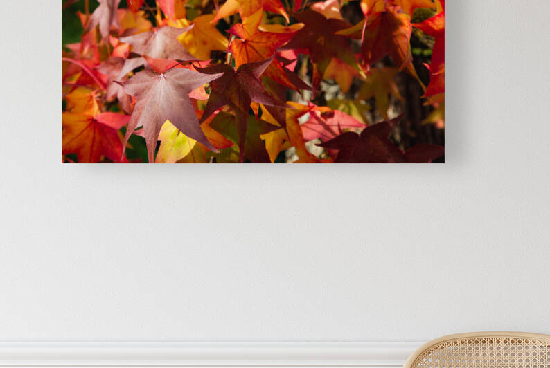 Autumn Leaves by Werner Roelandt