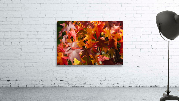 Autumn Leaves Wall Preview
