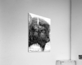 Bison Acrylic Print