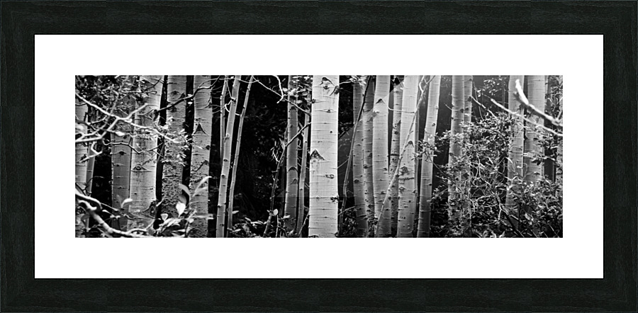 Aspens Picture Frame print