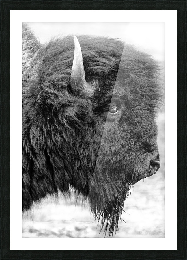 Bison Picture Frame print