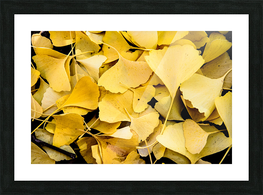 Ginkgo Picture Frame print