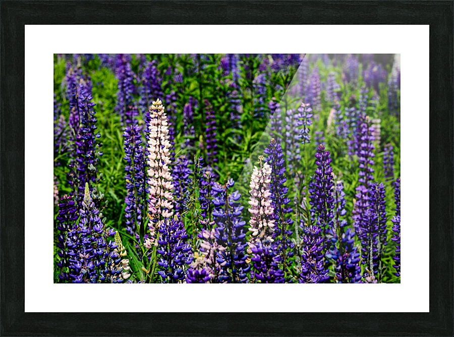 Lupine Picture Frame print