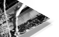 Aspens HD Metal print