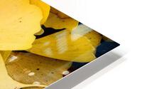 Ginkgo HD Metal print