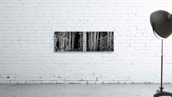 Aspens Wall Preview
