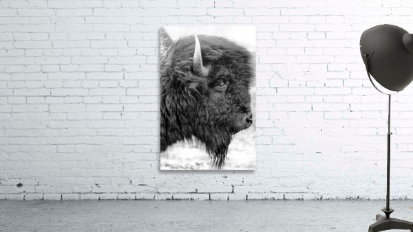 Bison Wall Preview