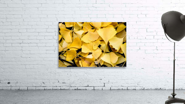 Ginkgo Wall Preview
