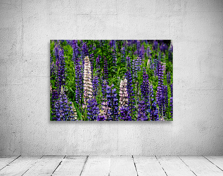 Lupine Wall Preview