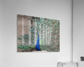 pics 127 Acrylic Print
