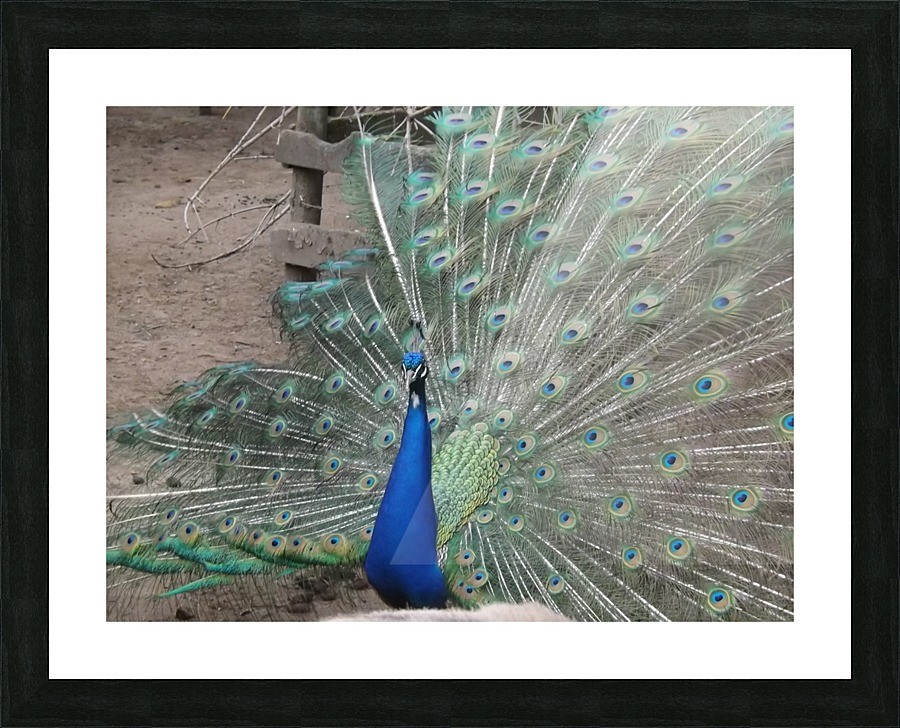 pics 127 Picture Frame print