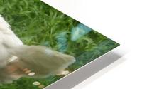 pics 132 HD Metal print