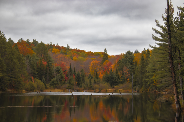 Algonquin Centenial Ridges 4 Téléchargement Numérique