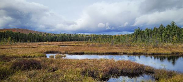Algonquin Spruce Bog Boardwalk Digital Download