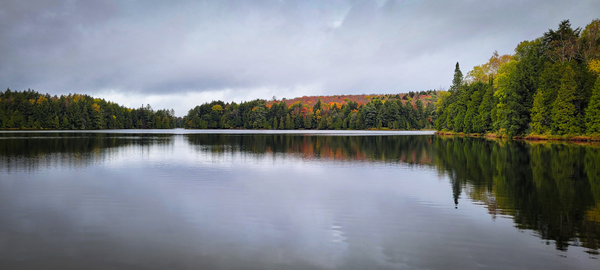 Limberlost Forest Solitaire Trail Digital Download