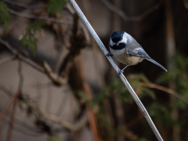 McLaughlin Bay Wildlife Reserve Chickadee Téléchargement Numérique