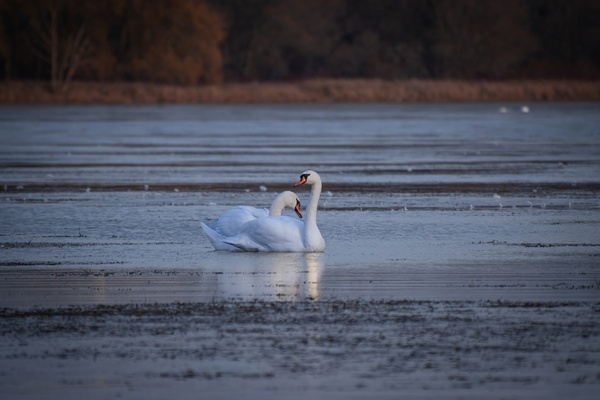 McLaughlin Bay Wildlife Reserve Swans Digital Download