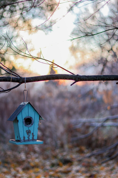McLaughlin Bay Wildlife Reserve   birdhouse Digital Download