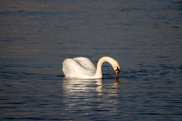 Toronto Lakefront Swan Digital Download