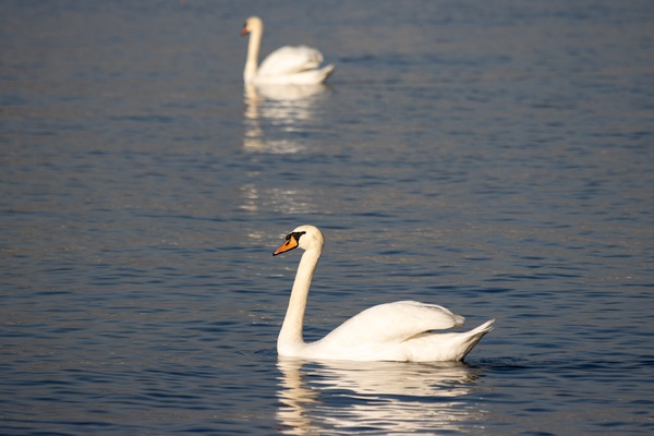 Toronto Lakefront Swans Digital Download