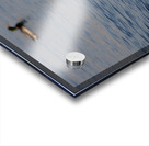 Toronto Lakefront Ducks Acrylic print