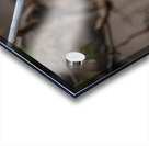 McLaughlin Bay Wildlife Reserve Chickadee Impression Acrylique