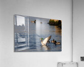 Toronto Lakefront Ducks Acrylic Print