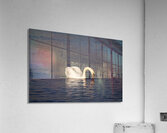 Toronto Lakefront Swan Acrylic Print