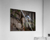 McLaughlin Bay Wildlife Reserve Chickadee Impression acrylique