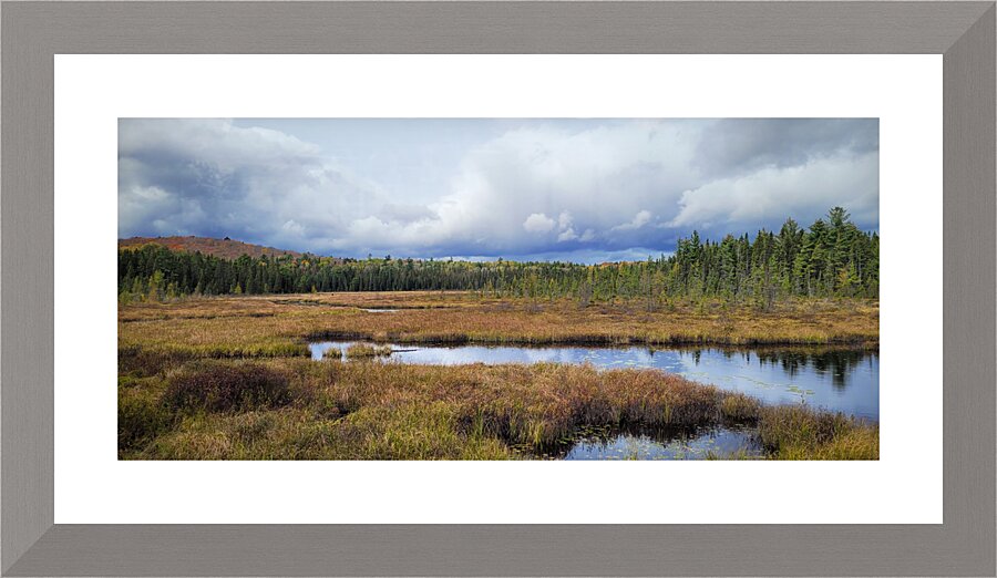 Algonquin Spruce Bog Boardwalk Picture Frame print