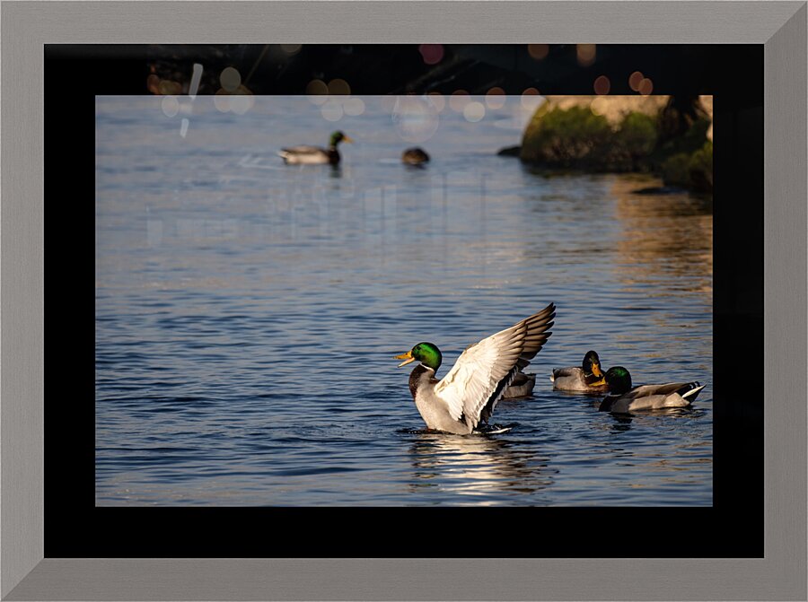 Toronto Lakefront Ducks Picture Frame print
