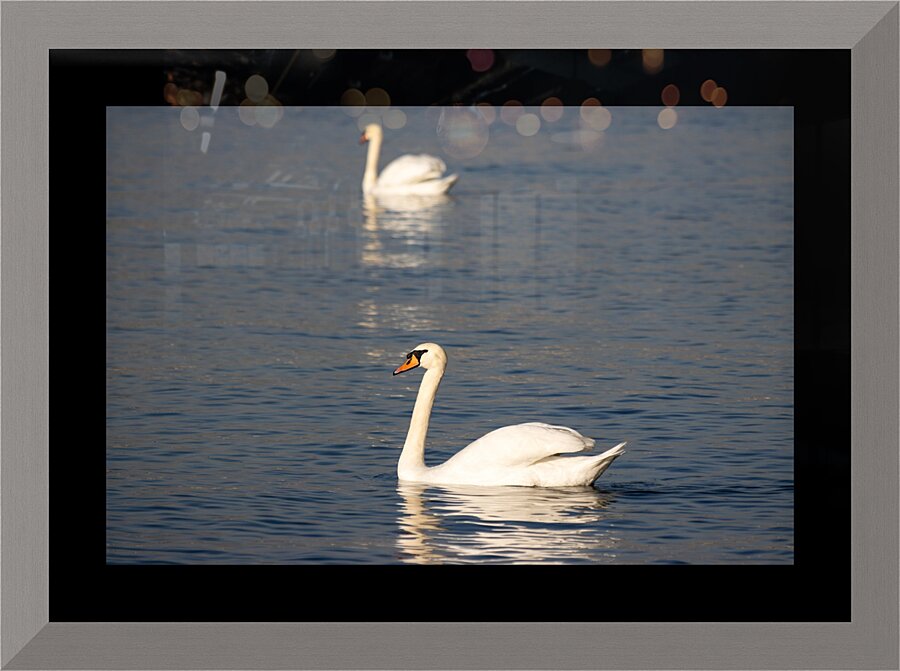 Toronto Lakefront Swans Picture Frame print