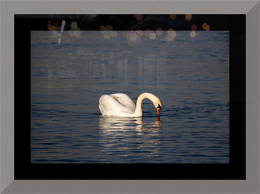 Toronto Lakefront Swan Picture Frame print